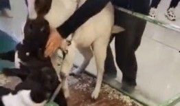 小羊爆料最新视频在线观看,精彩瞬间在线揭晓